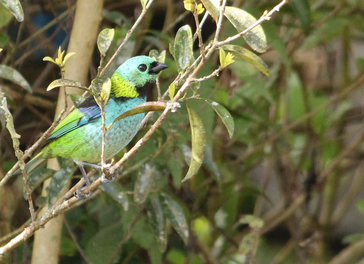 Green-headed Tanager - ML619905625
