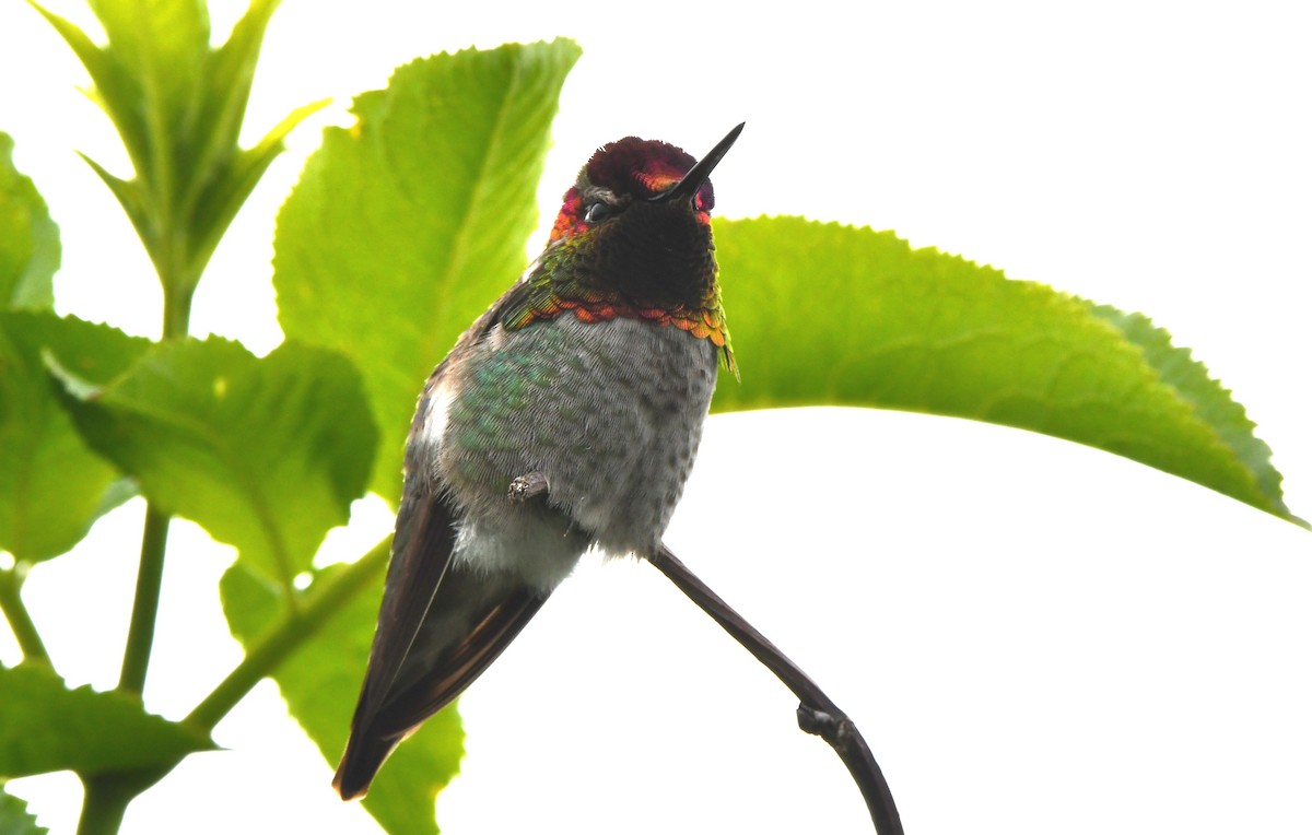 Anna's Hummingbird - ML619905627