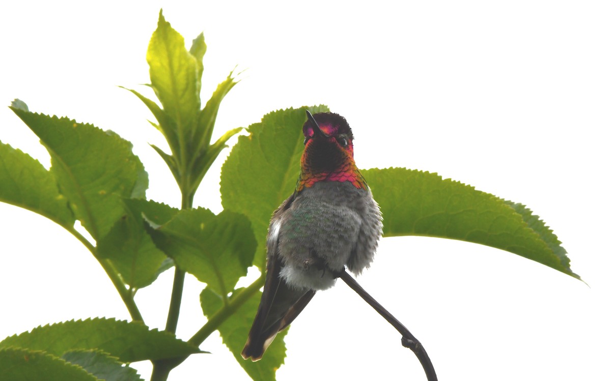 Anna's Hummingbird - ML619905631