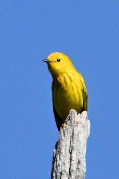Yellow Warbler - ML619905633