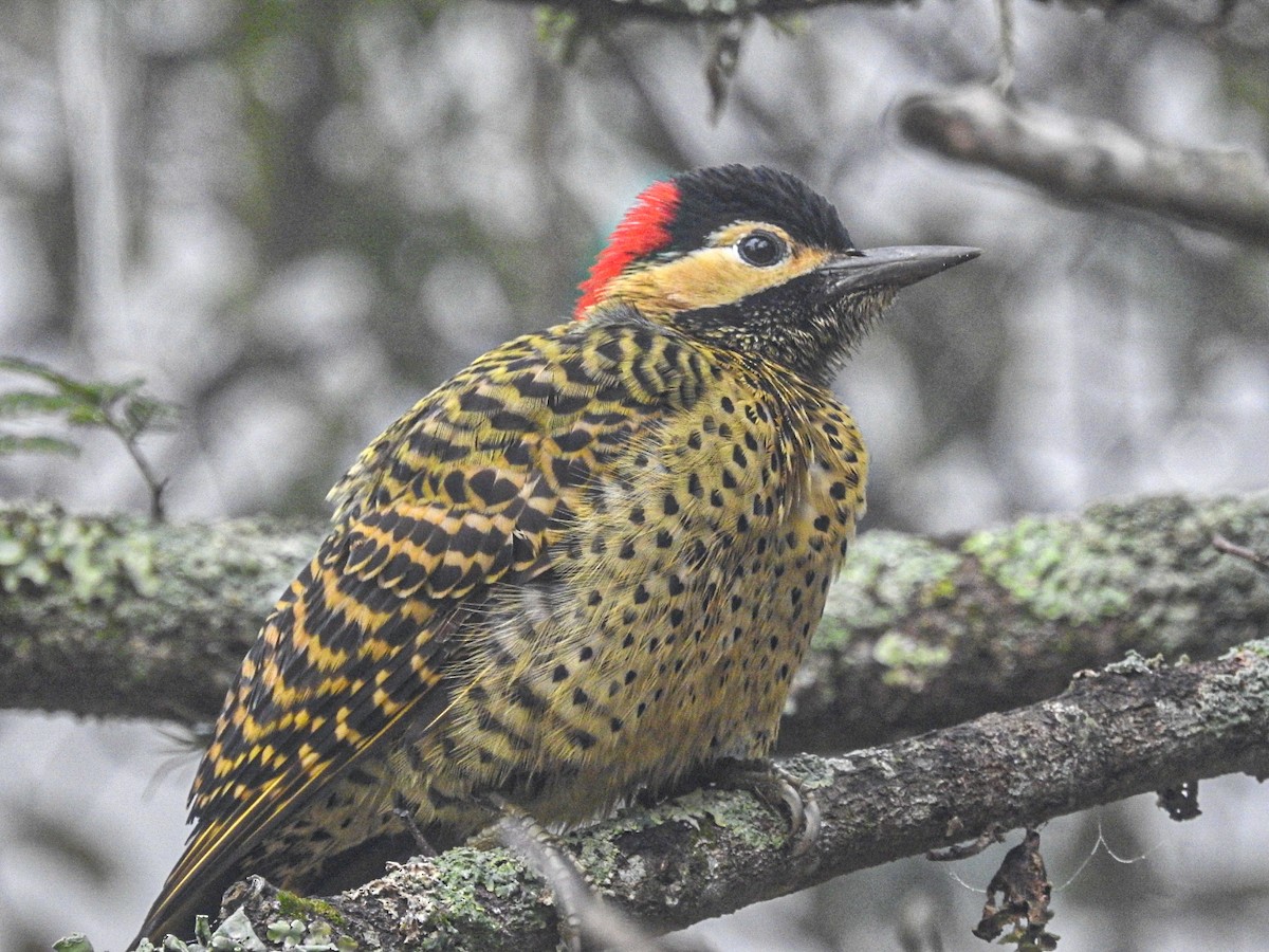 Green-barred Woodpecker - ML619905640