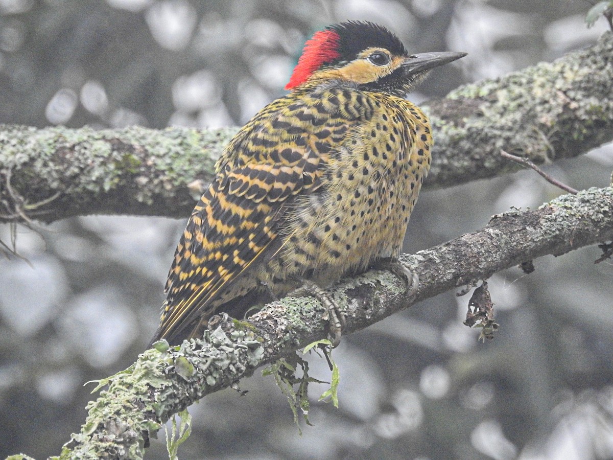 Green-barred Woodpecker - ML619905641