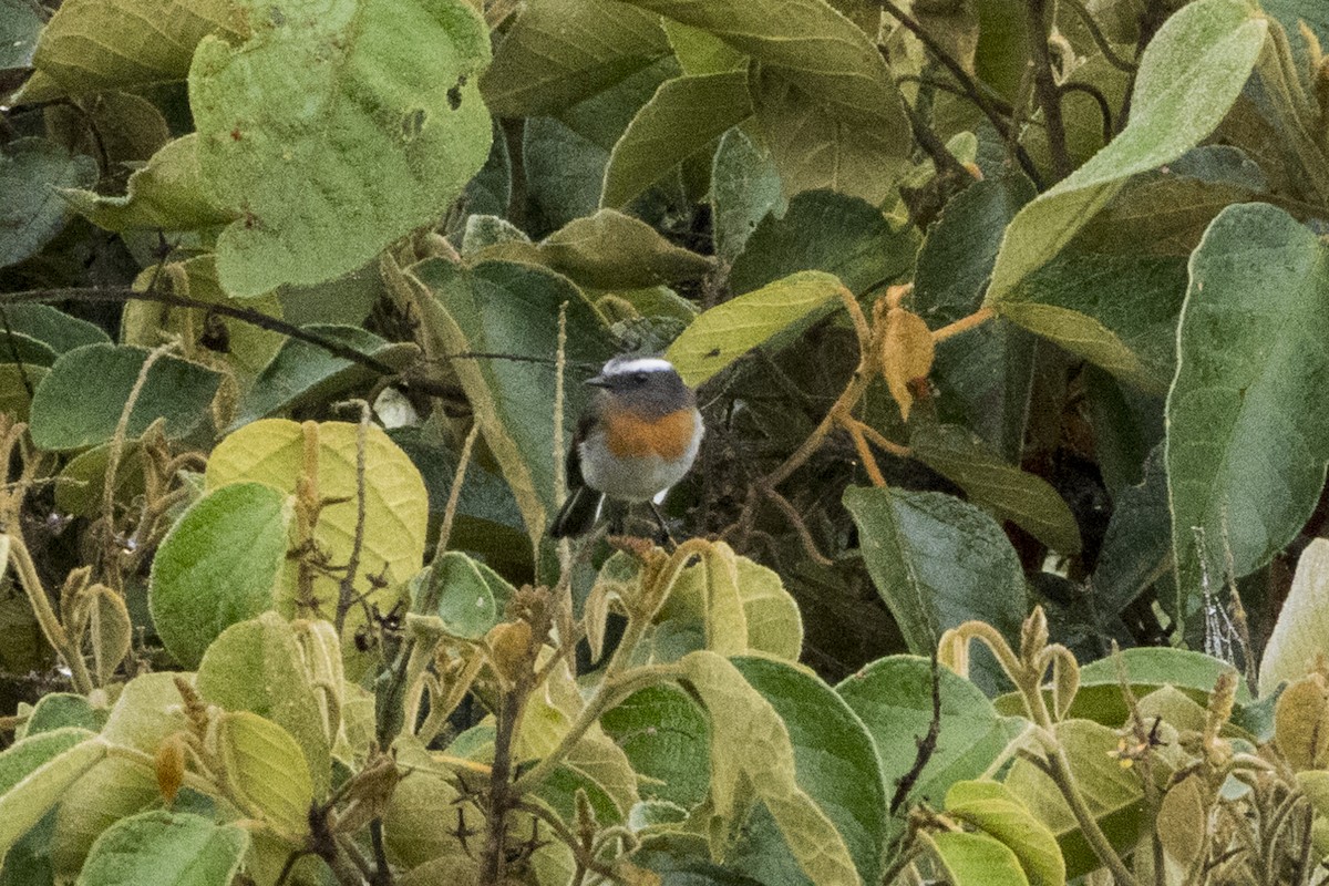 Rufous-breasted Chat-Tyrant - ML619905642