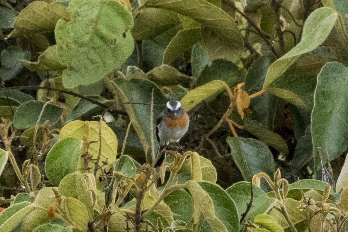 Rufous-breasted Chat-Tyrant - ML619905643