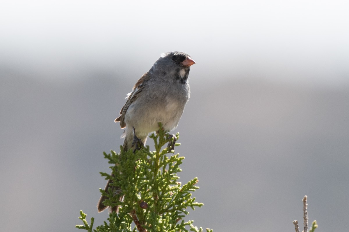 Black-chinned Sparrow - ML619905646