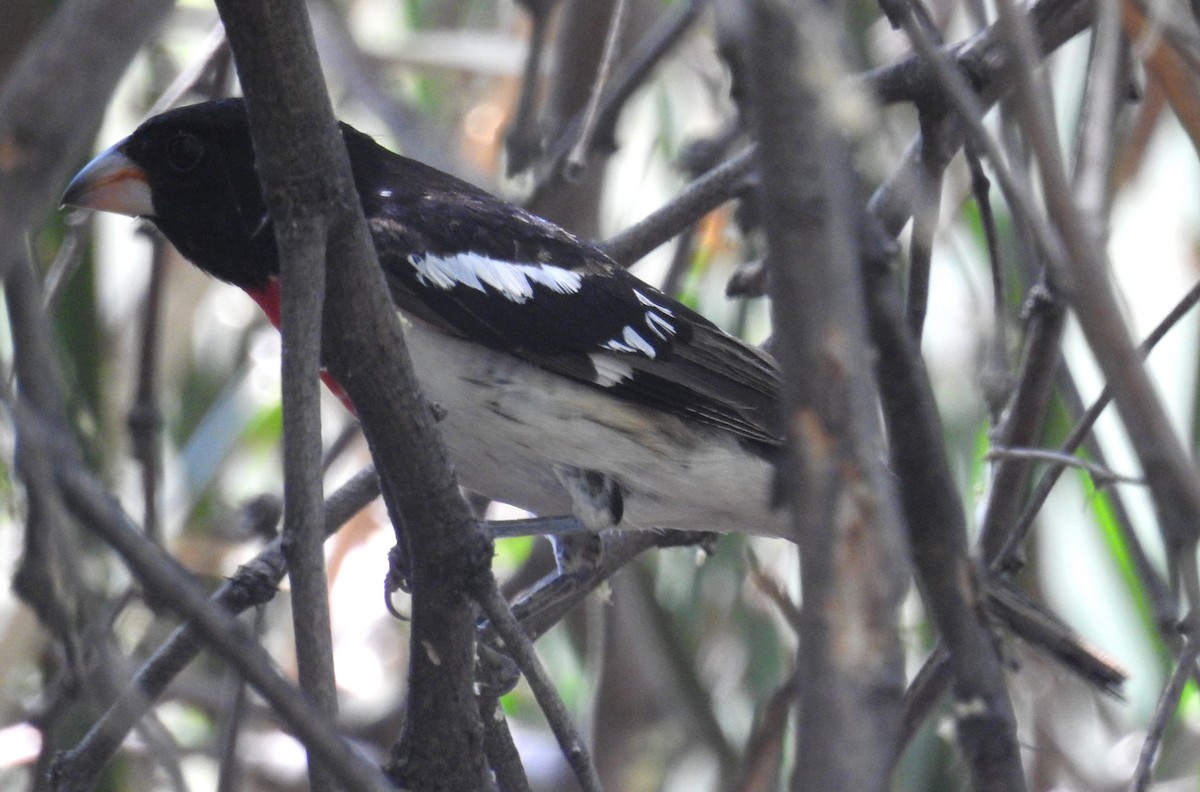 Rose-breasted Grosbeak - ML619905657