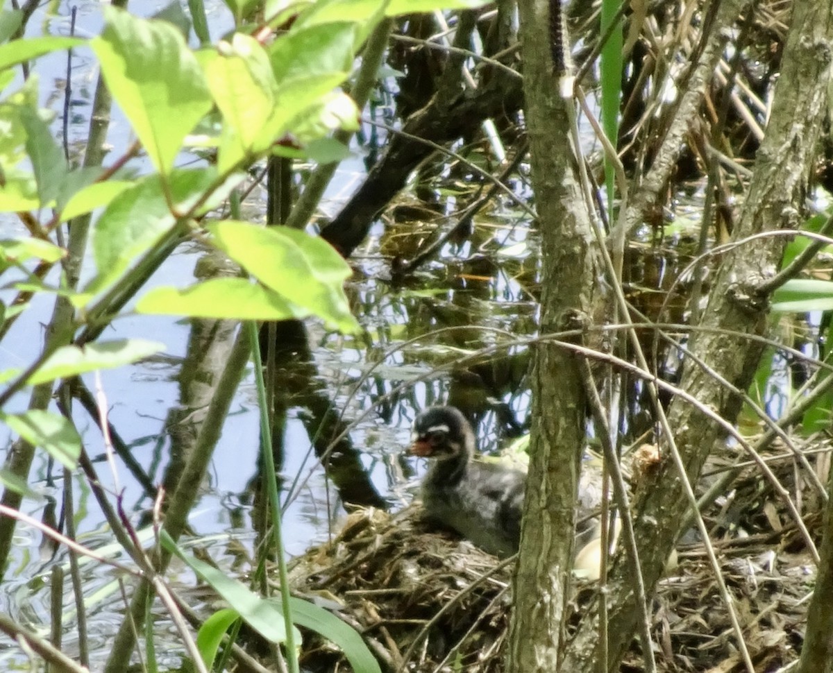 Pied-billed Grebe - ML619905660