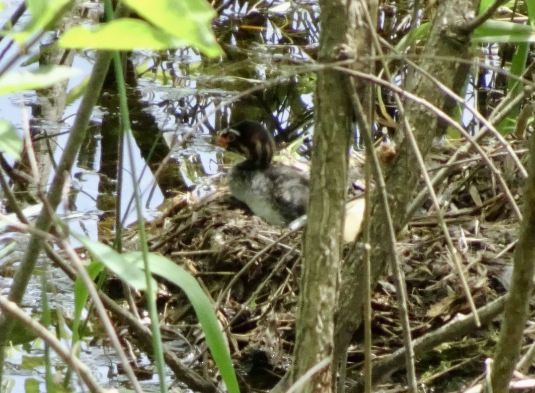 Pied-billed Grebe - ML619905661