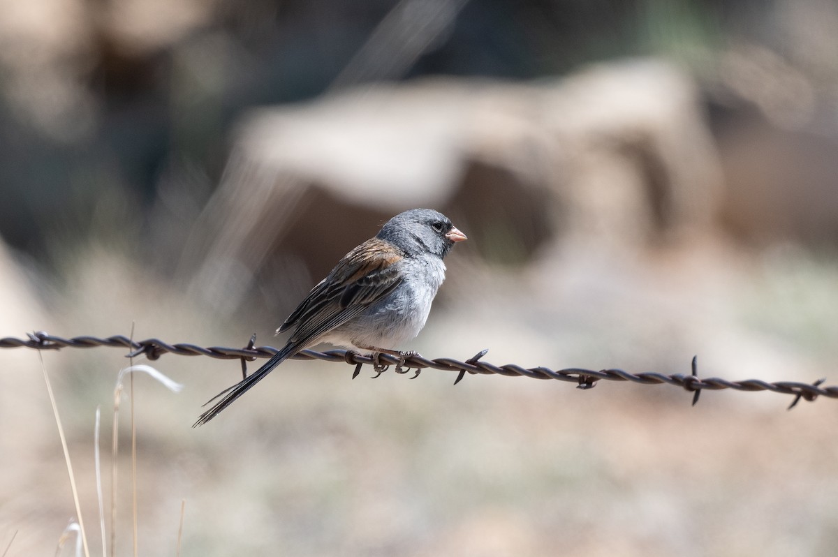 Black-chinned Sparrow - ML619905663
