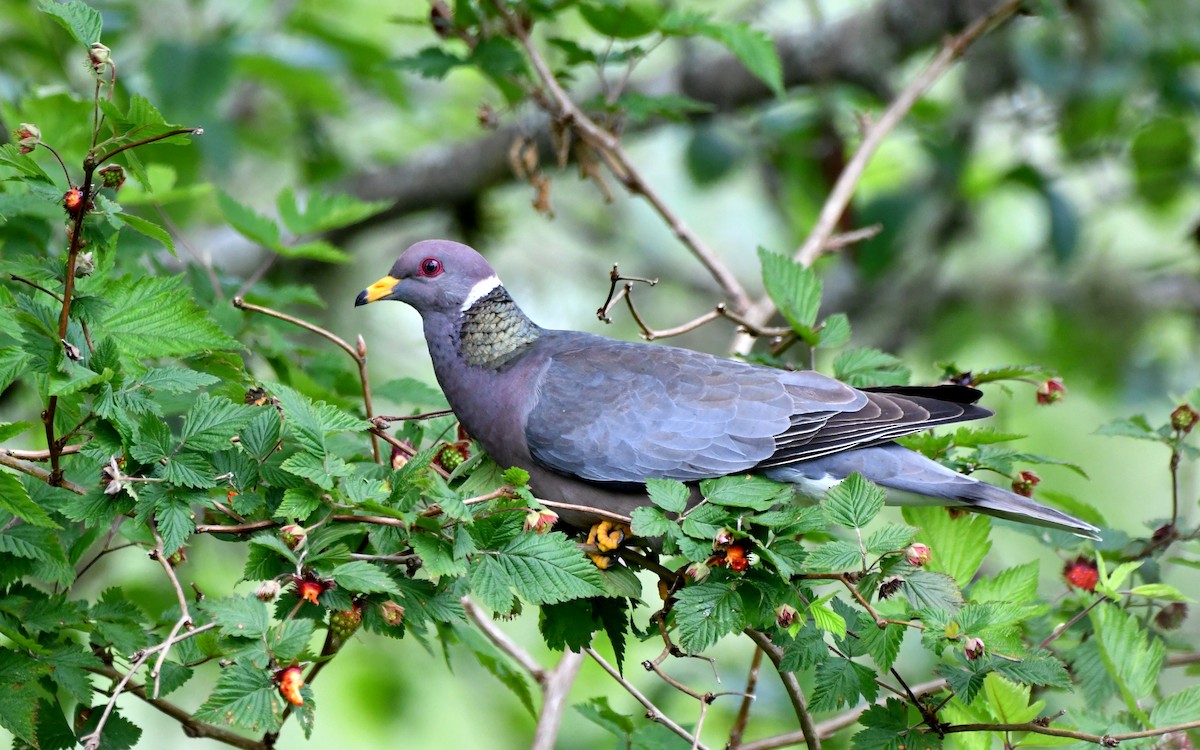 Band-tailed Pigeon - ML619905682