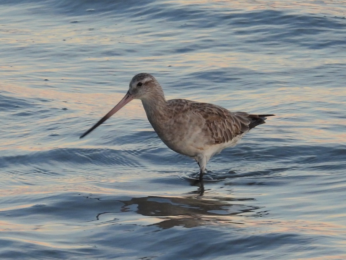 Bar-tailed Godwit - ML619905685