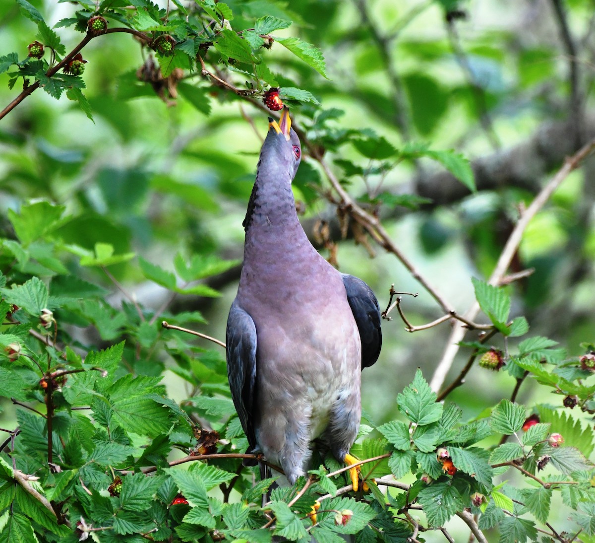 Band-tailed Pigeon - ML619905698