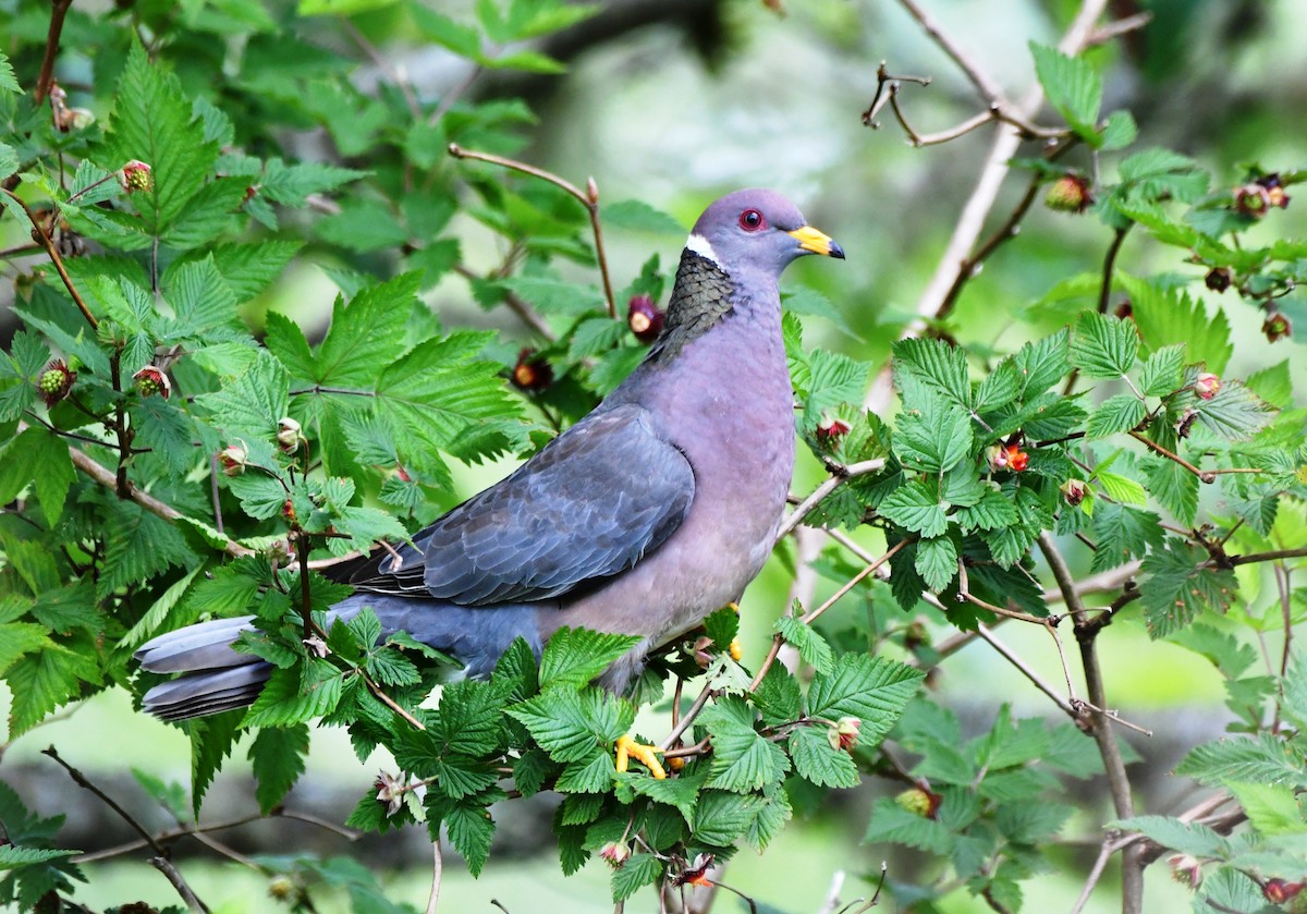 Band-tailed Pigeon - ML619905711