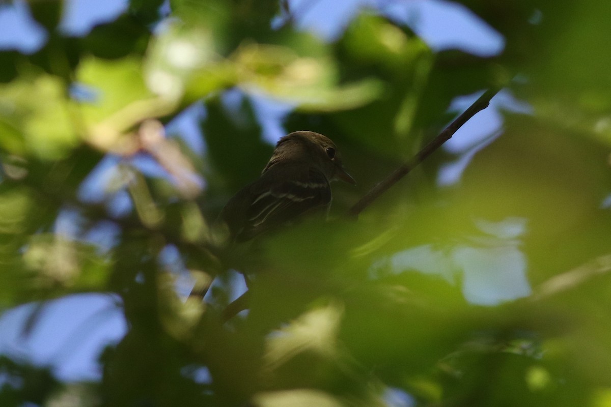 חטפית Empidonax בלתי-מזוהה - ML619905728