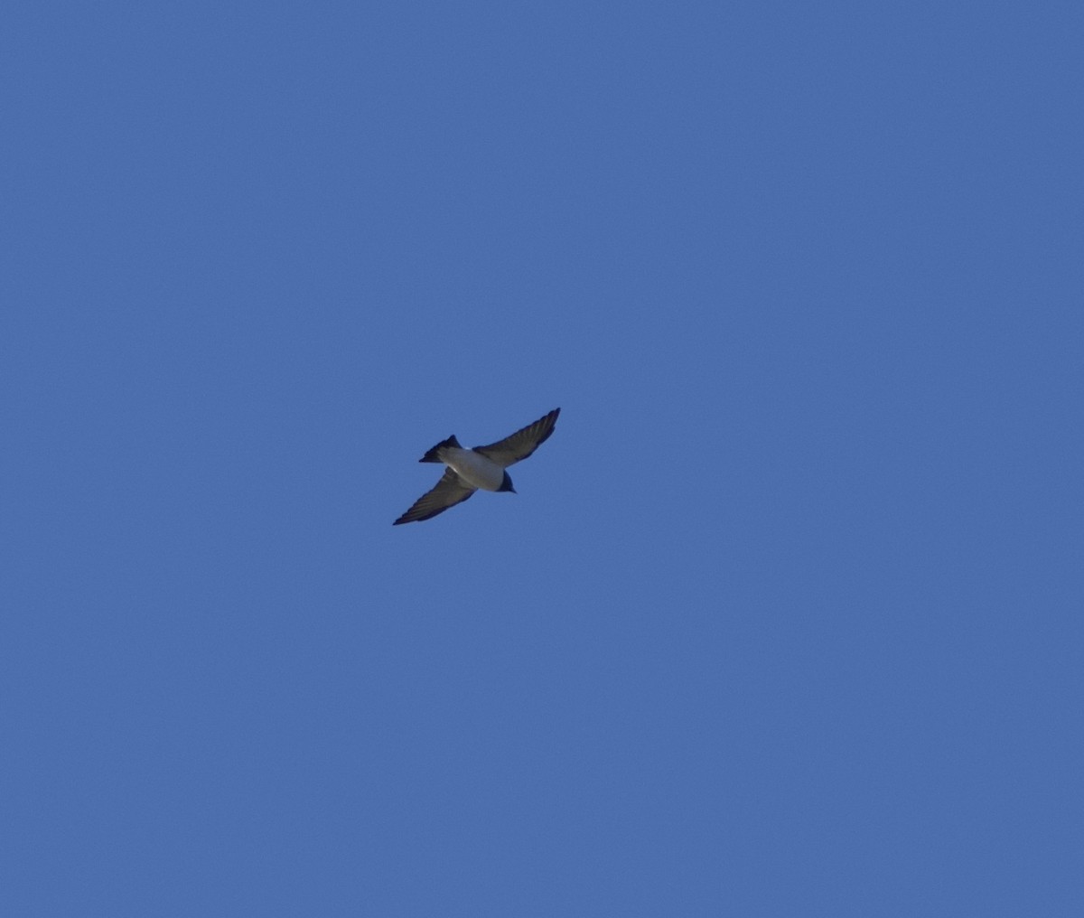 白胸燕鵙 - ML619905731