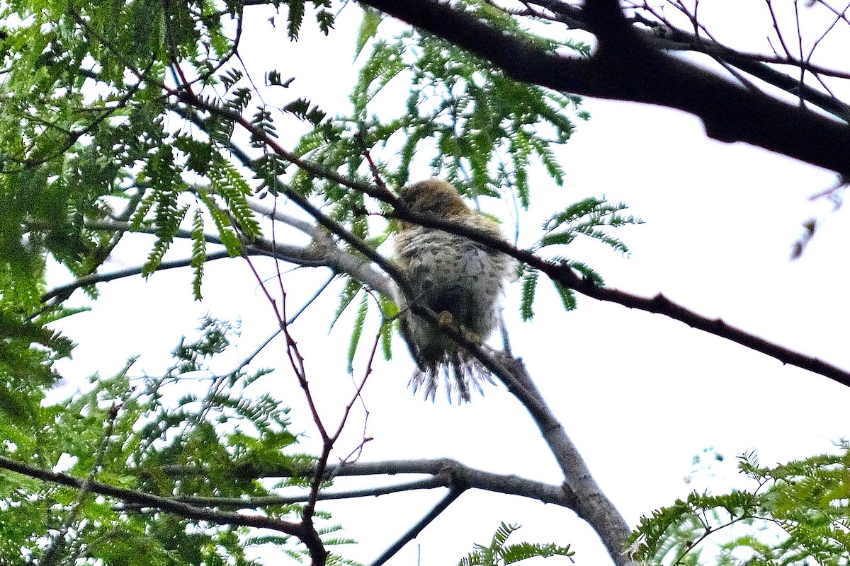 Cuban Pygmy-Owl - ML619905735