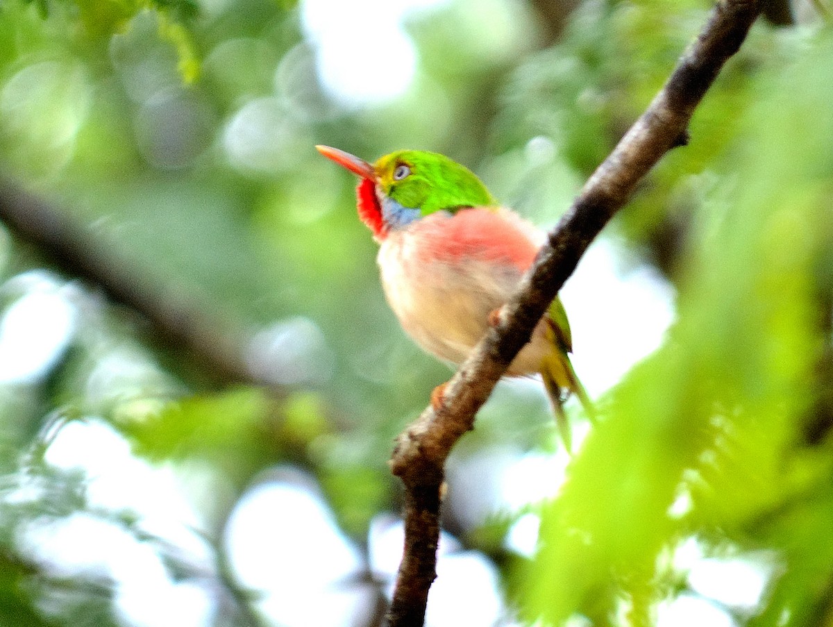 Cuban Tody - ML619905768