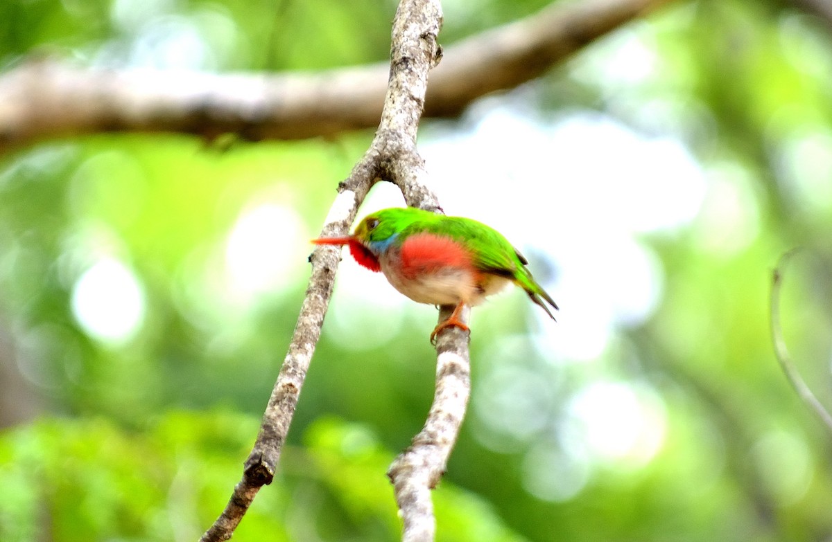 Cuban Tody - ML619905770