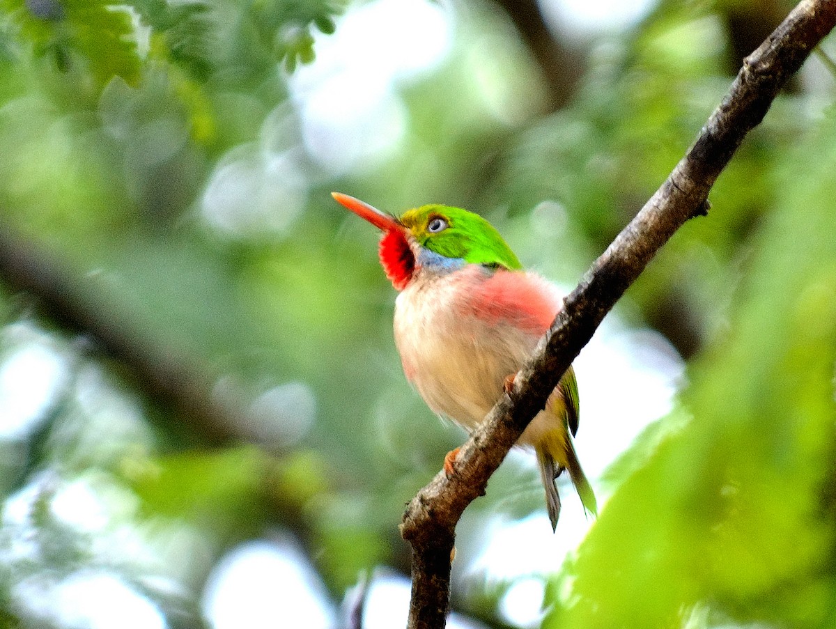 Cuban Tody - Marjel Morales Gato