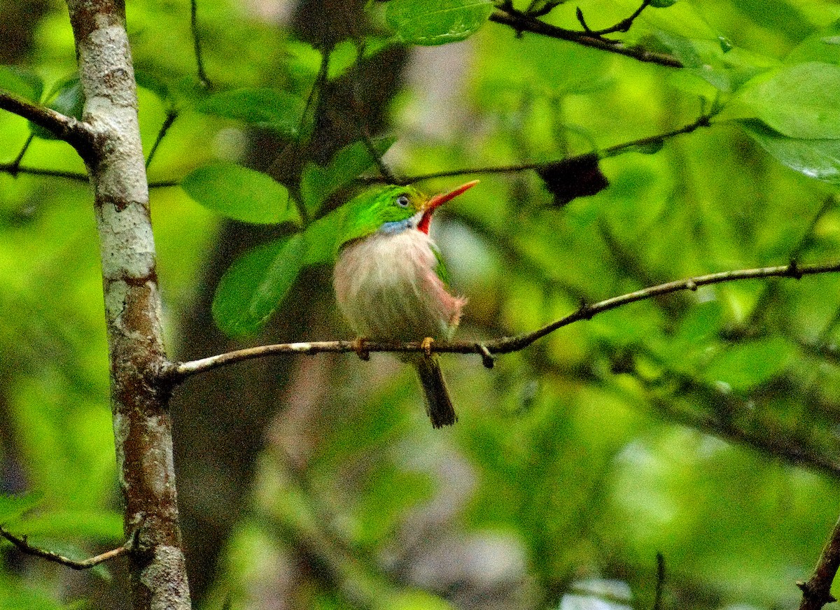 Cuban Tody - ML619905778