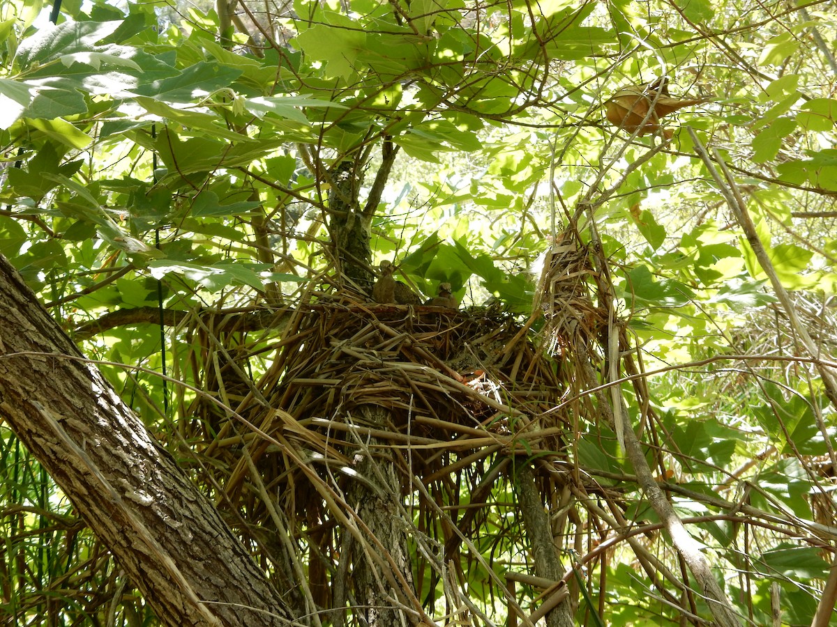 Mourning Dove - ML619905781