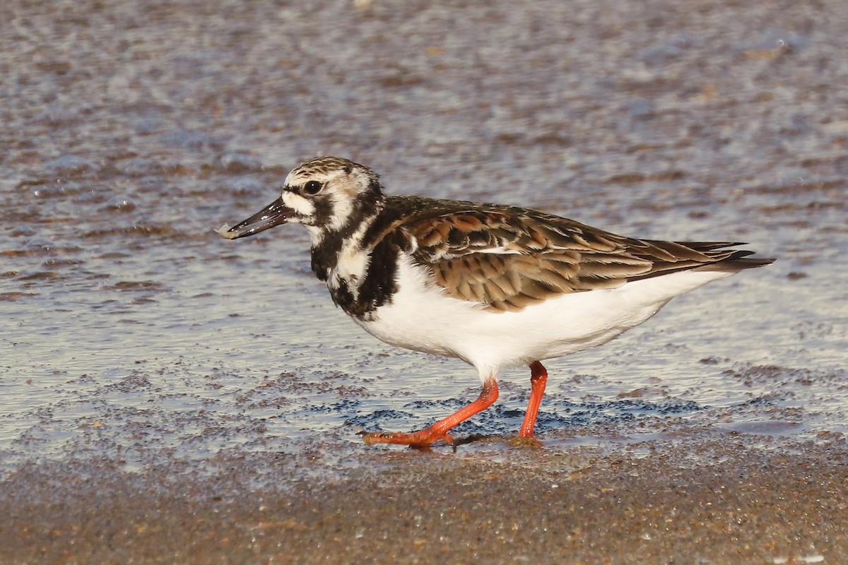 Ruddy Turnstone - ML619905783