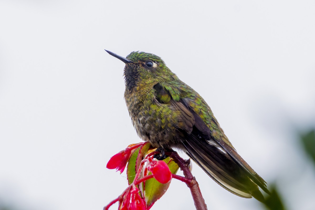 kolibřík dřišťálový - ML619905787