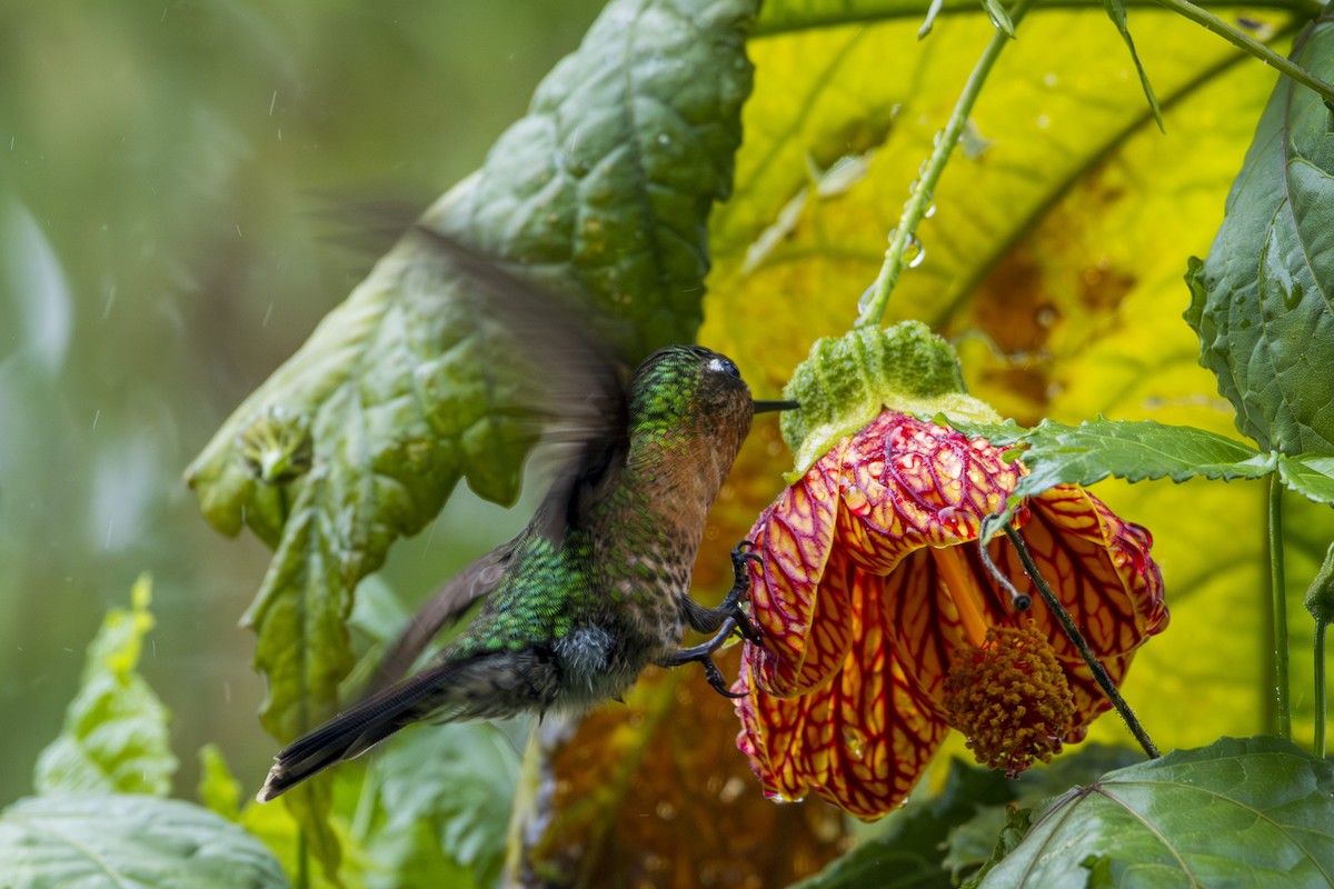 kolibřík dřišťálový - ML619905788