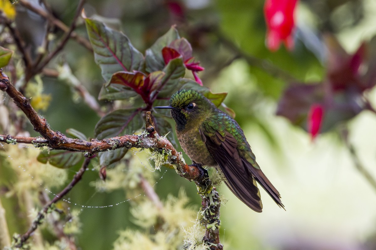 kolibřík dřišťálový - ML619905789