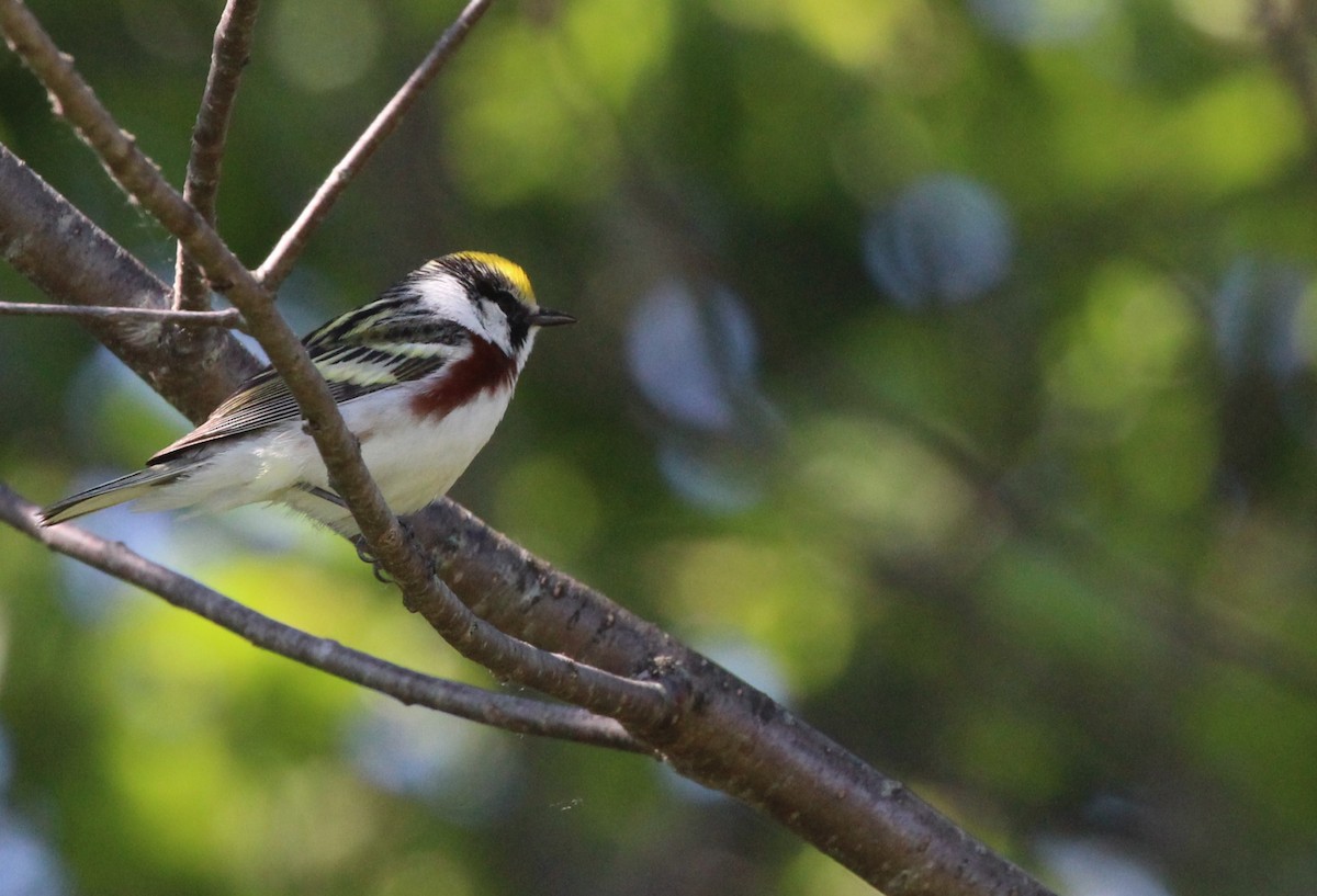 Chestnut-sided Warbler - ML619905791