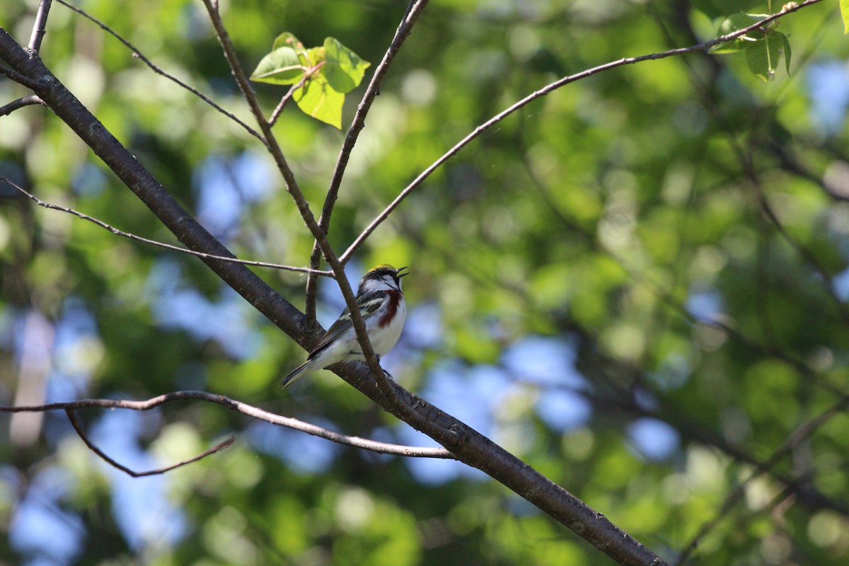 Chestnut-sided Warbler - ML619905792