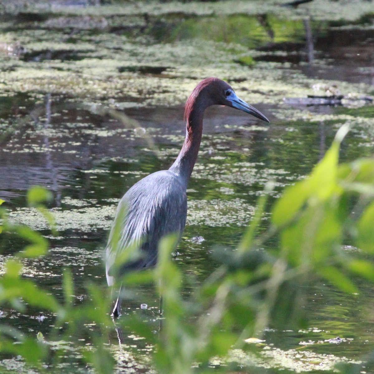 Little Blue Heron - ML619905803