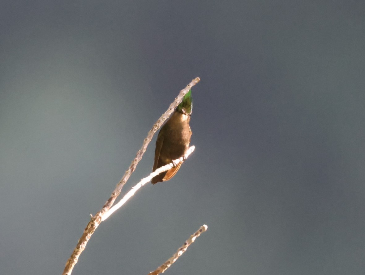 Antillean Crested Hummingbird - ML619905808