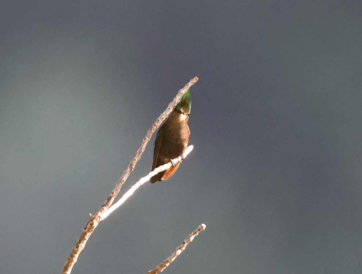 Colibrí Crestado - ML619905808