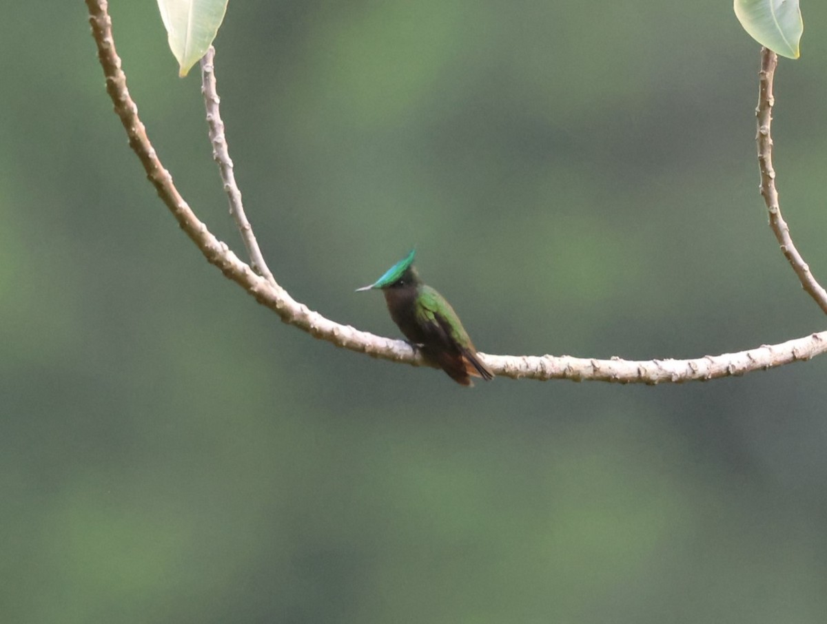 Antillean Crested Hummingbird - ML619905809