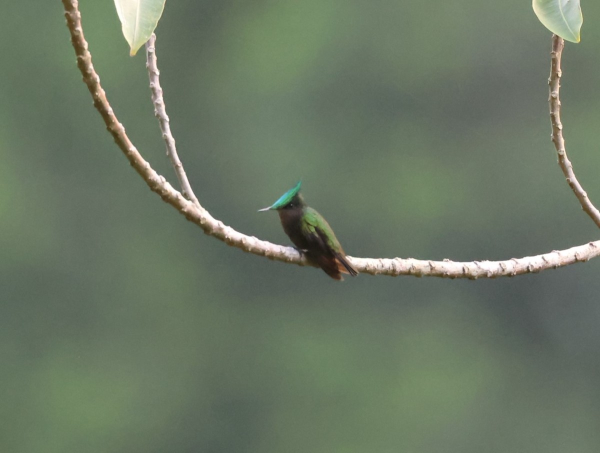 Colibrí Crestado - ML619905809