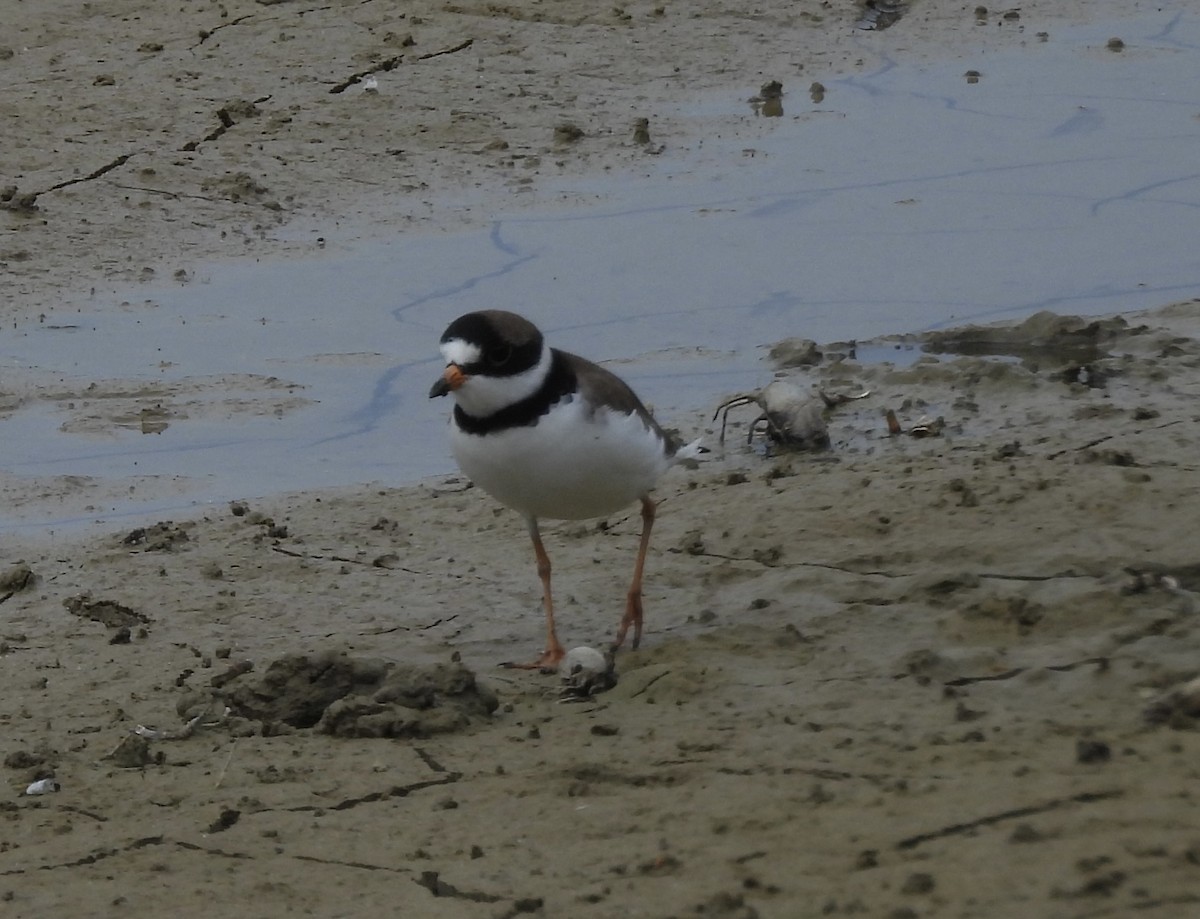 Semipalmated Plover - ML619905818