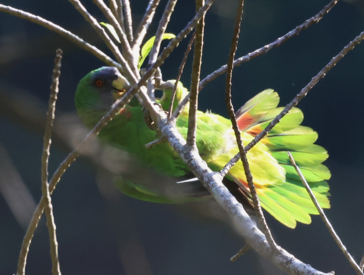 Red-necked Parrot - ML619905826