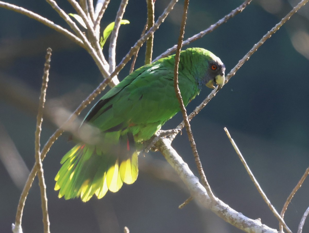 Red-necked Parrot - ML619905827