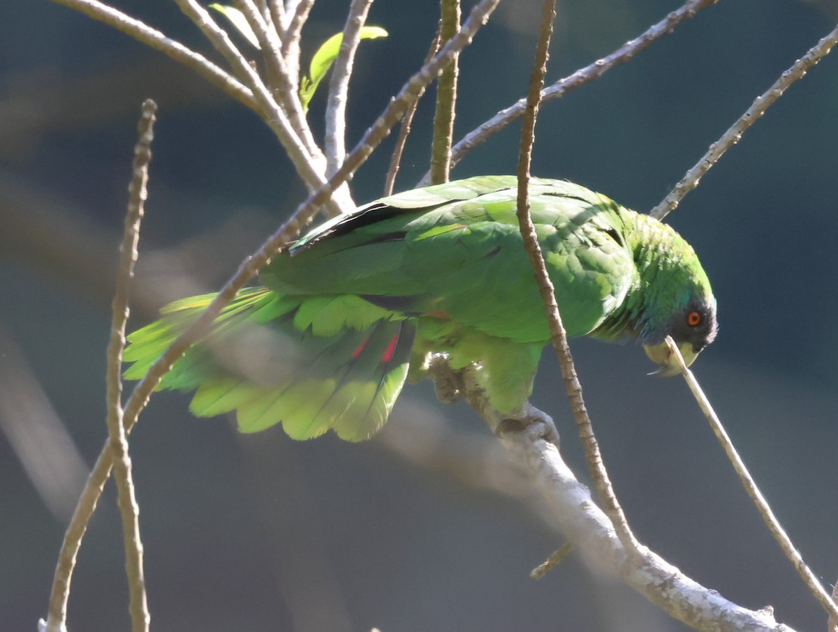 Red-necked Parrot - ML619905828