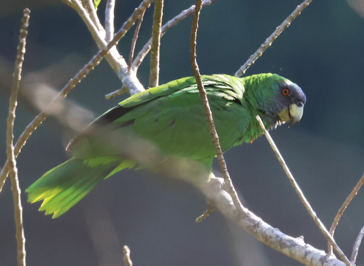 アカノドボウシインコ - ML619905830