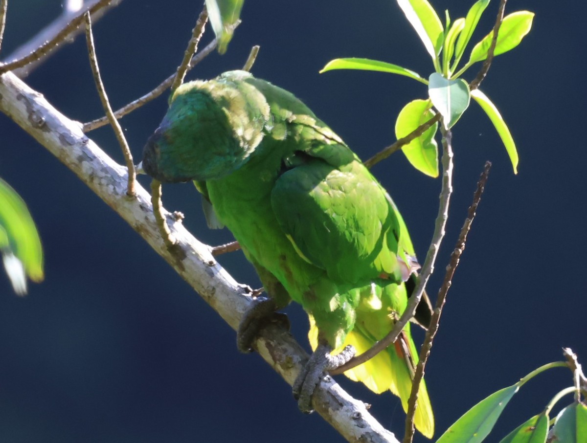 アカノドボウシインコ - ML619905832