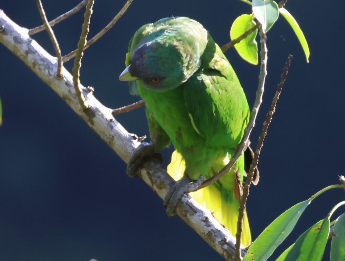Red-necked Parrot - ML619905833