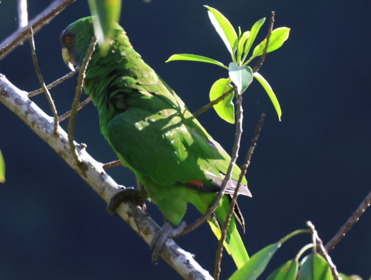 Red-necked Parrot - ML619905834