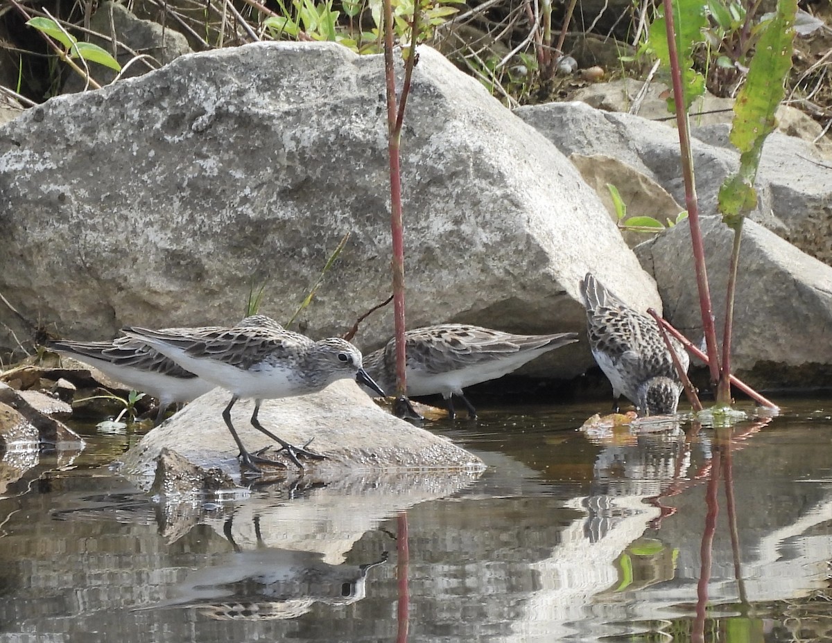 Semipalmated Sandpiper - ML619905842