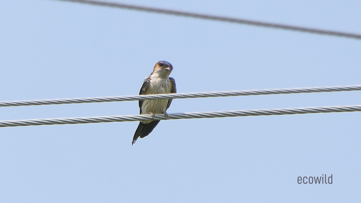 Red-rumped Swallow - ML619905861