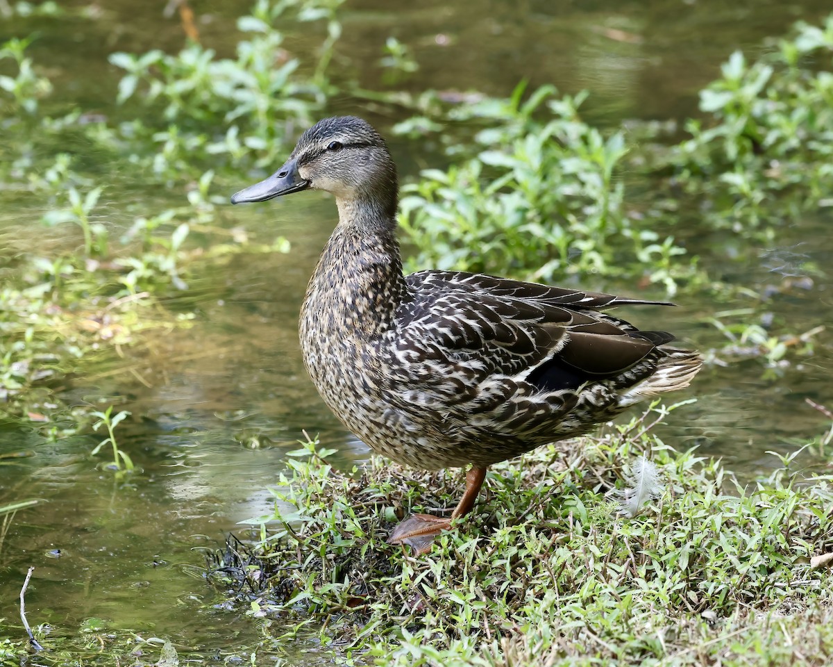 Stockente - ML619905867