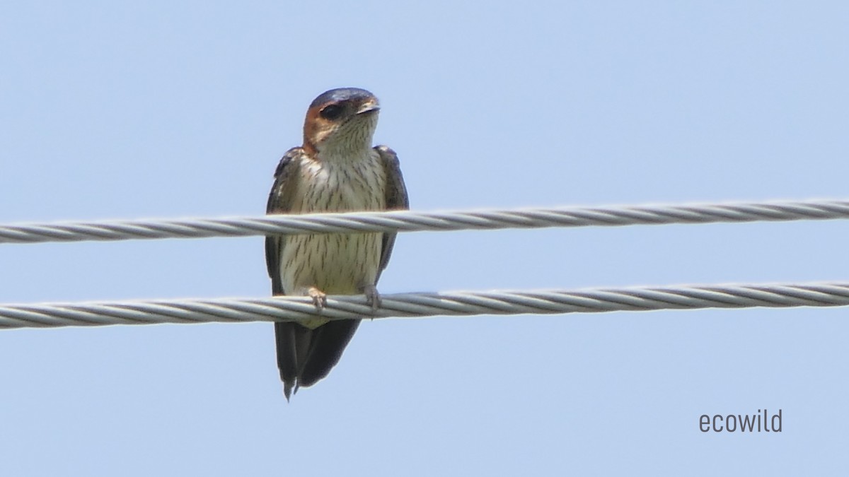 Red-rumped Swallow - ML619905868
