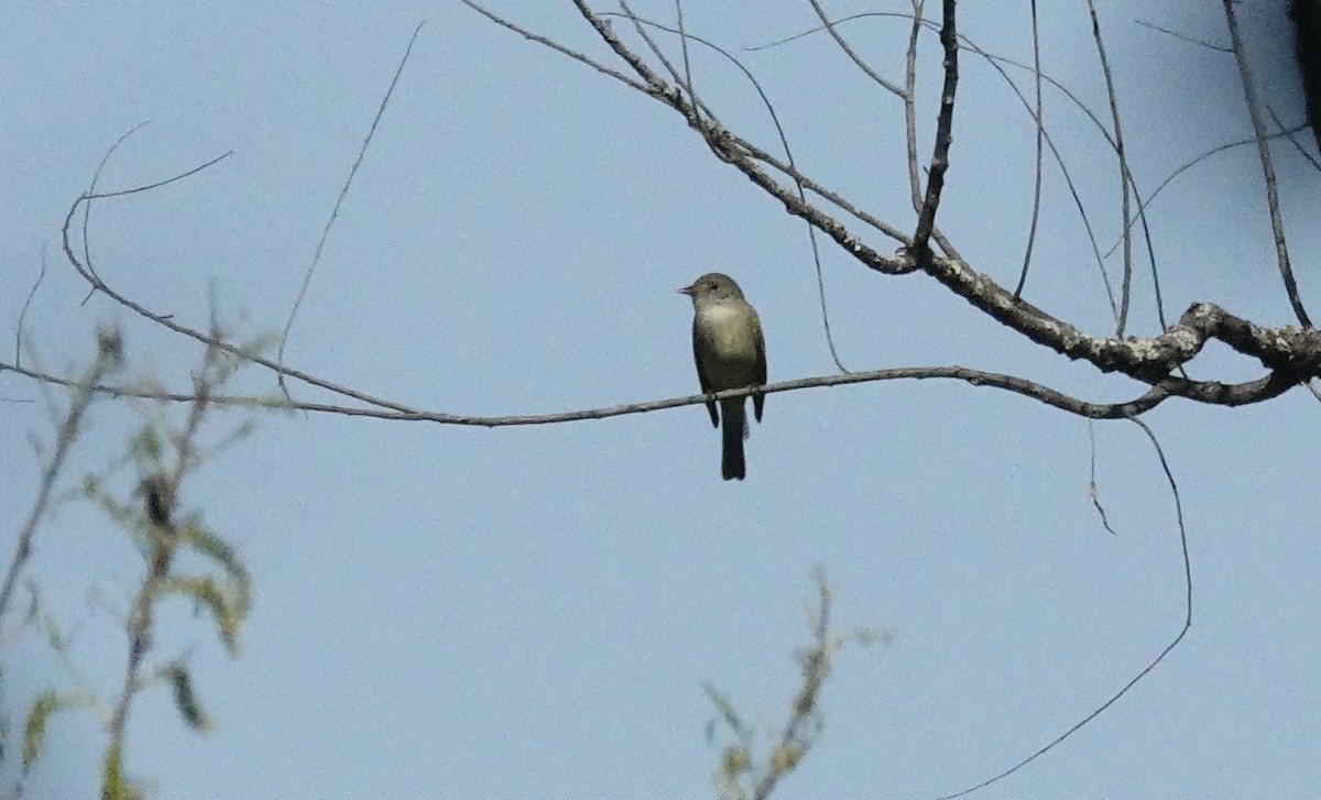 Willow Flycatcher - ML619905874