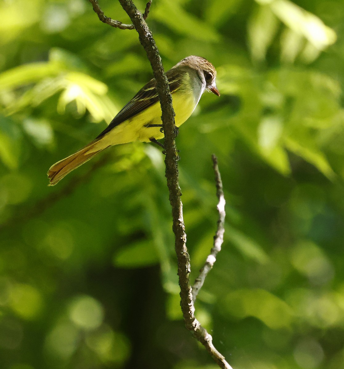 Great Crested Flycatcher - ML619905887